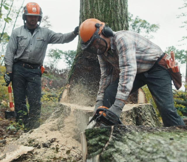 watch the trailer for Forested Future nature documentary on us hardwood forests